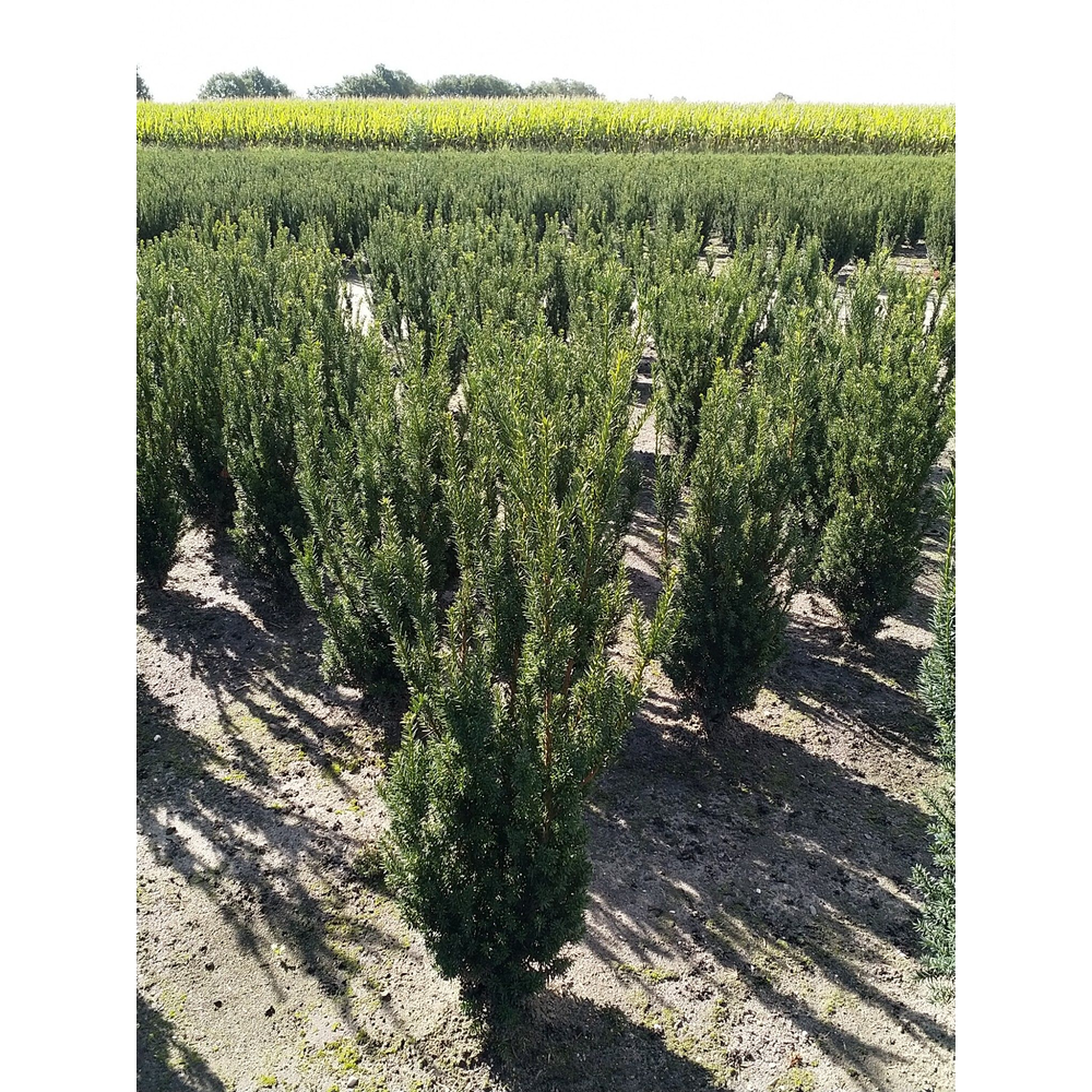 Taxus media 'Hillii'.