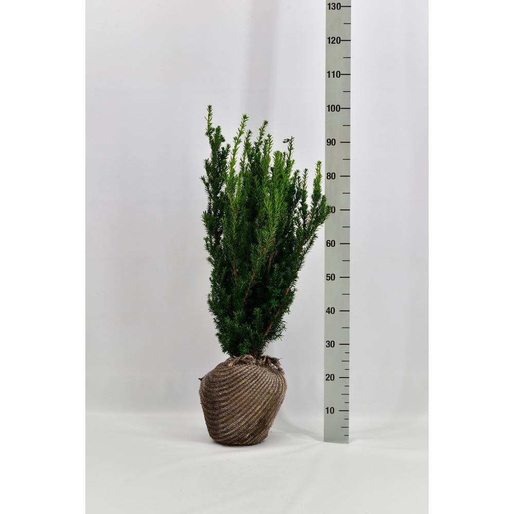 Taxus media 'Hillii'.