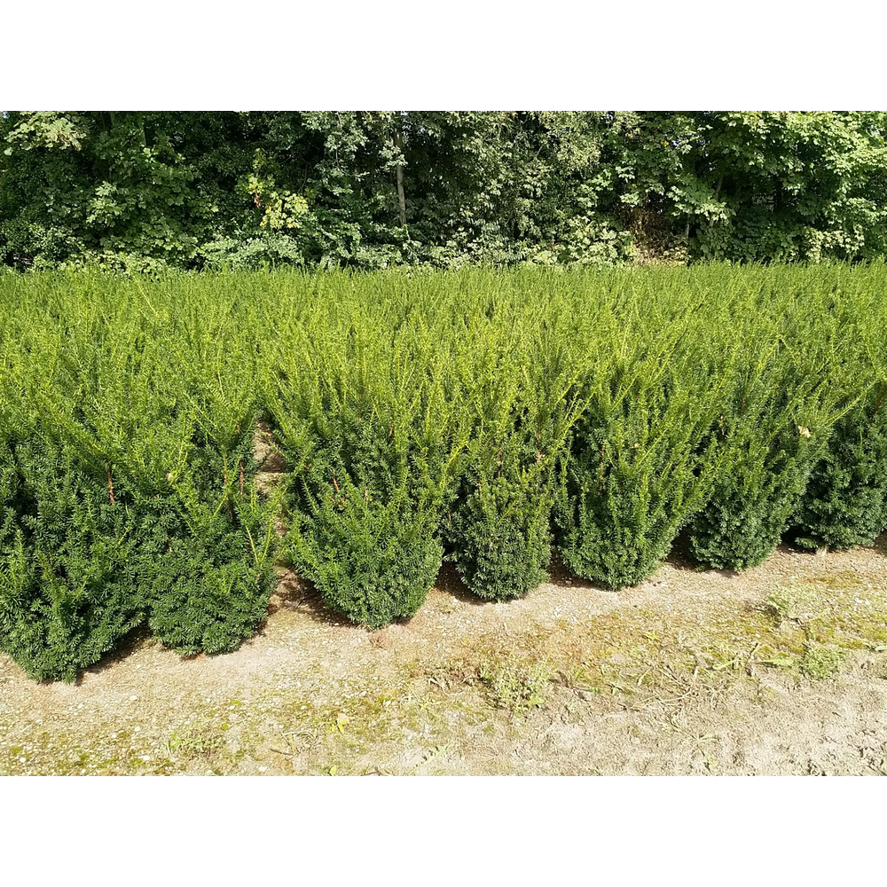 Taxus media 'Hillii'.