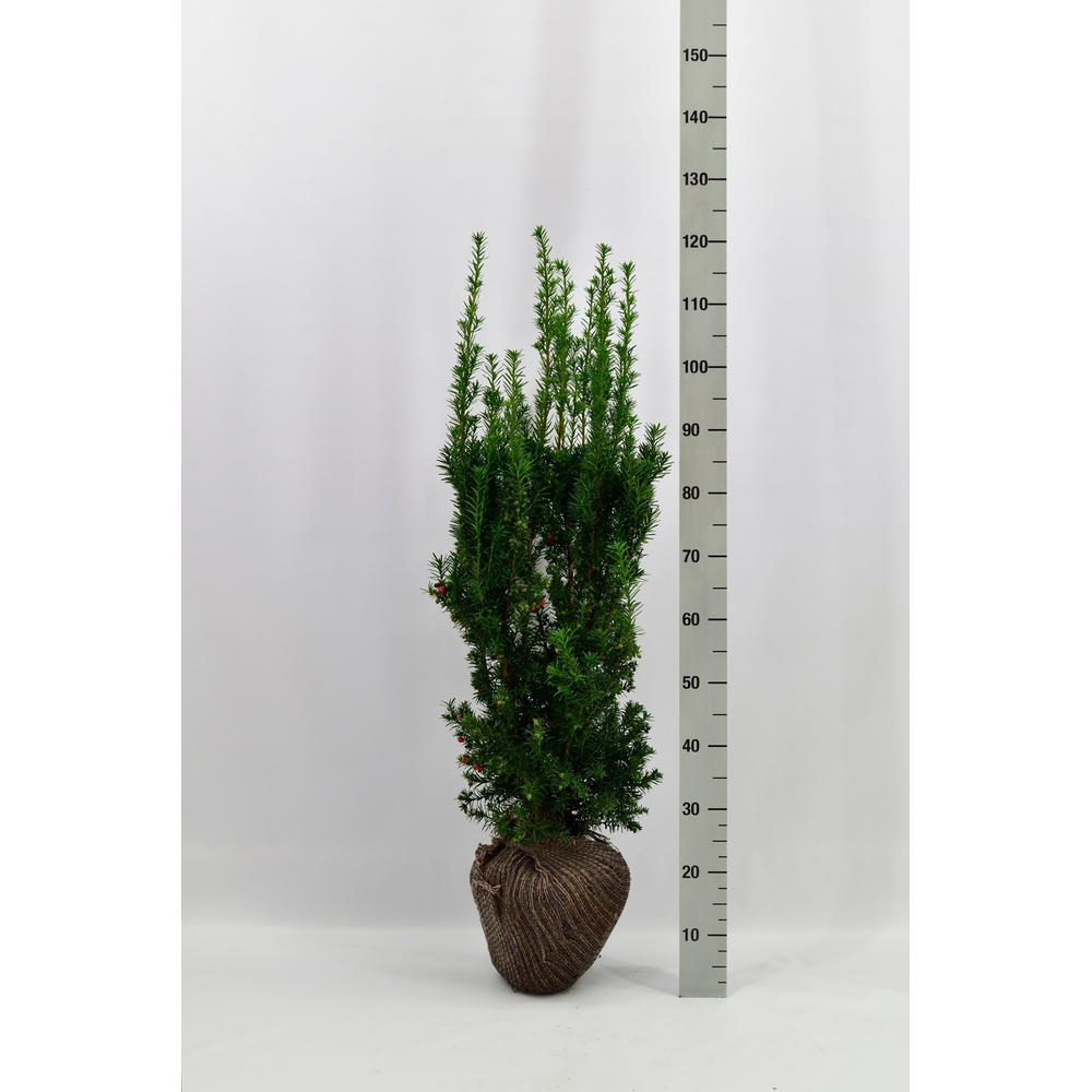 Taxus media 'Hicksii'.