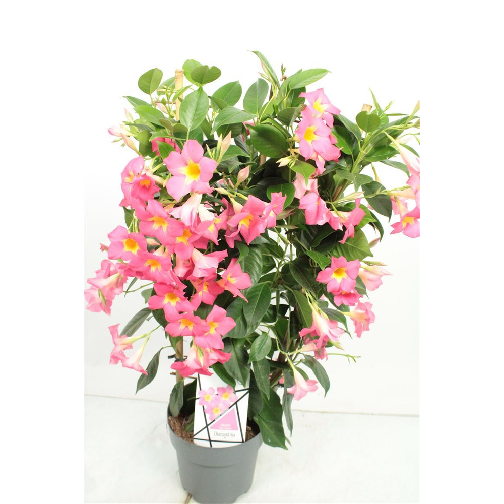 Mandevilla Quarz Trellis.