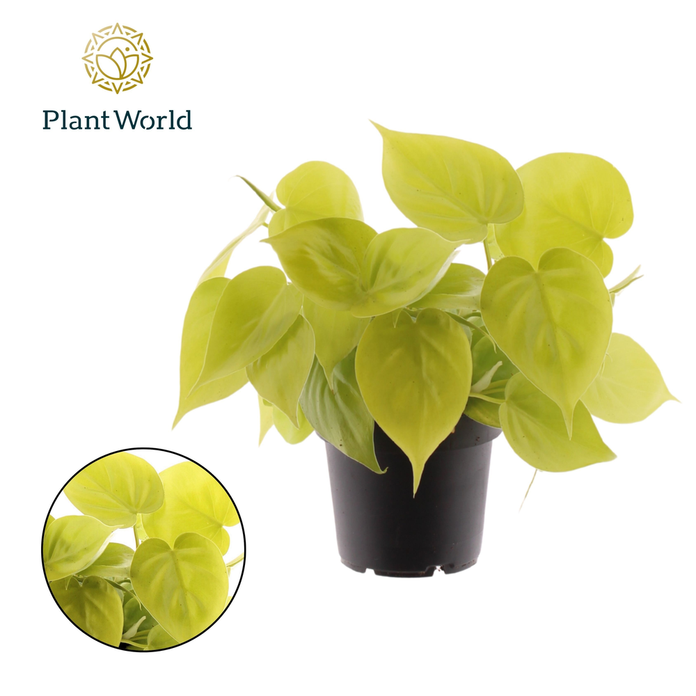 Philodendron scandens 'Micans Lime'.