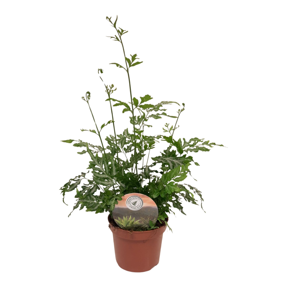 Pteris evergemiensis.