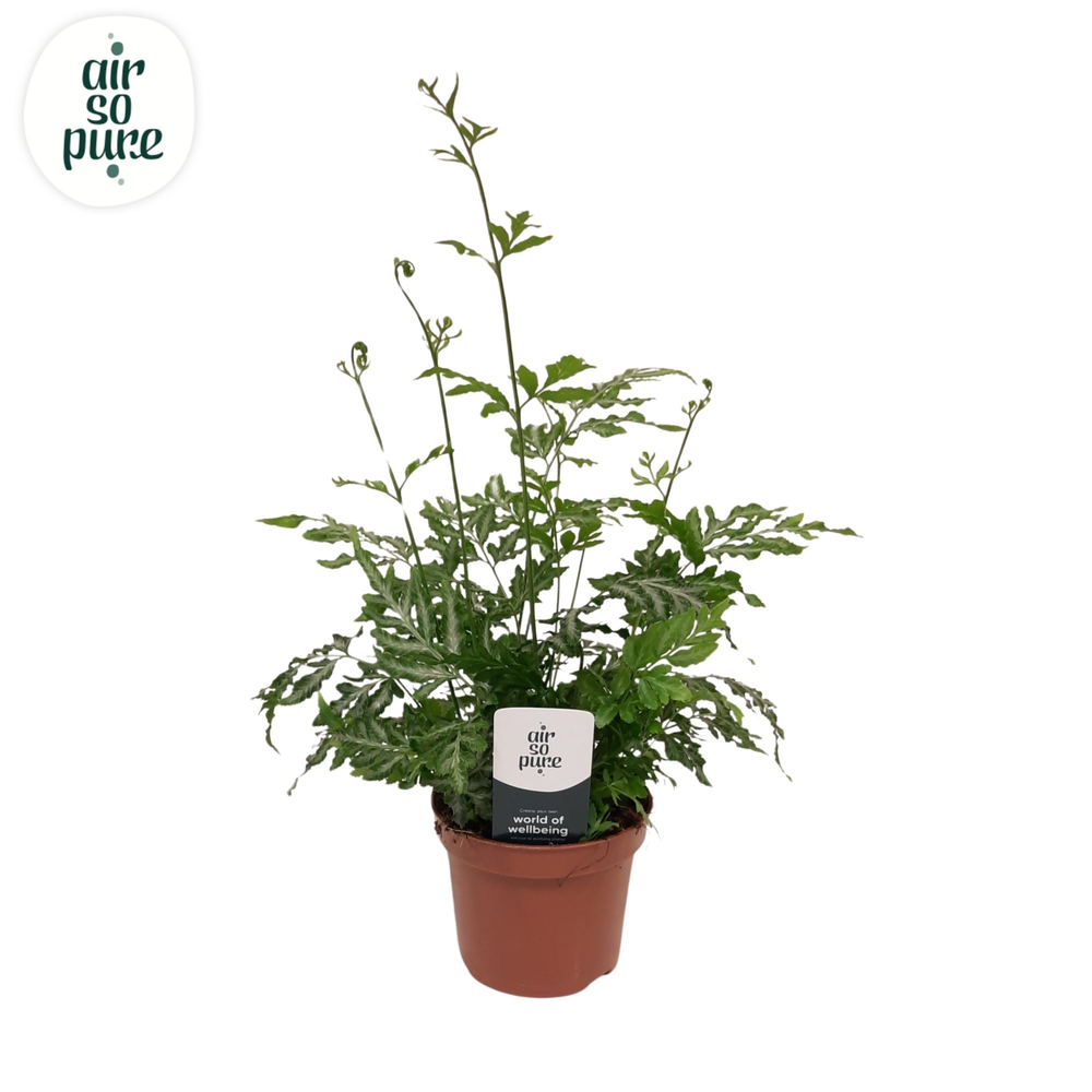 Pteris evergemiensis - Air So Pure.