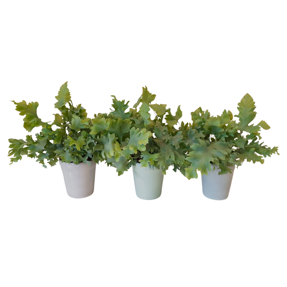 Phlebodium Davana in pot Elle.