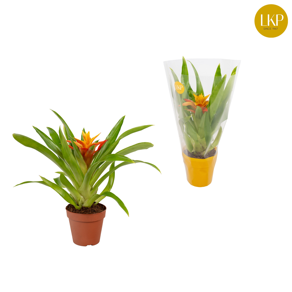 Guzmania Flava Geel (Met Hoes).