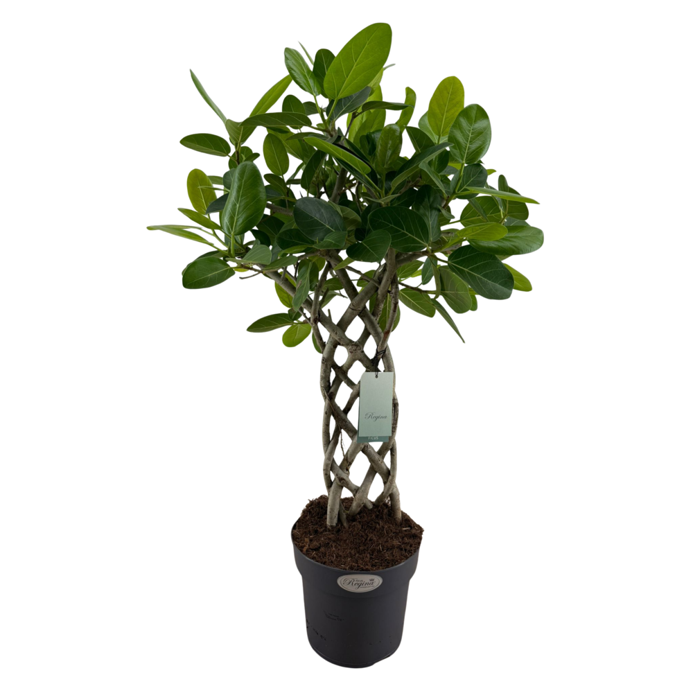 Ficus Benghalensis Audrey mat p24.