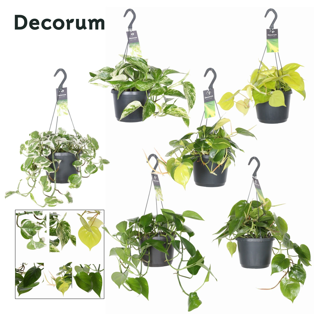 Epipremnum/Philodendron Gemengd.