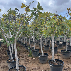 Ficus Carica.