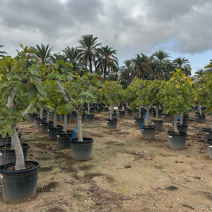 Ficus Carica.