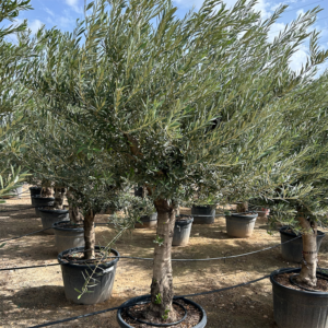Olea Europaea.