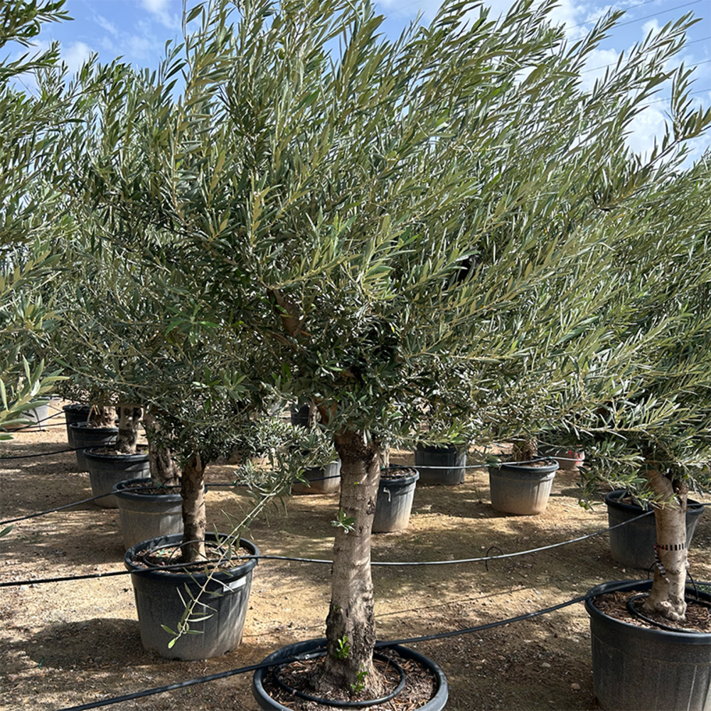 Olea Europaea.