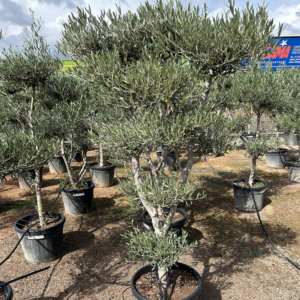 Olea Pon Pon.