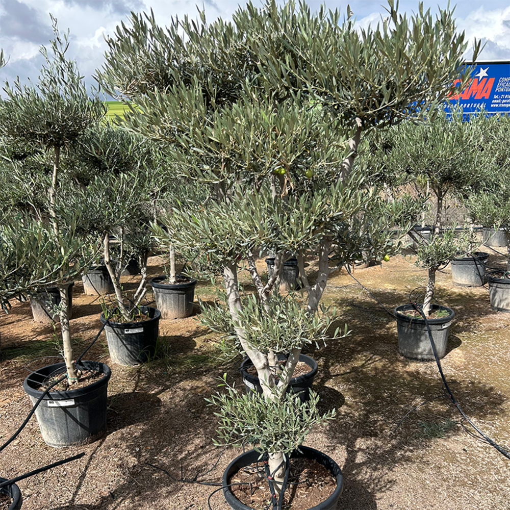 Olea Pon Pon.