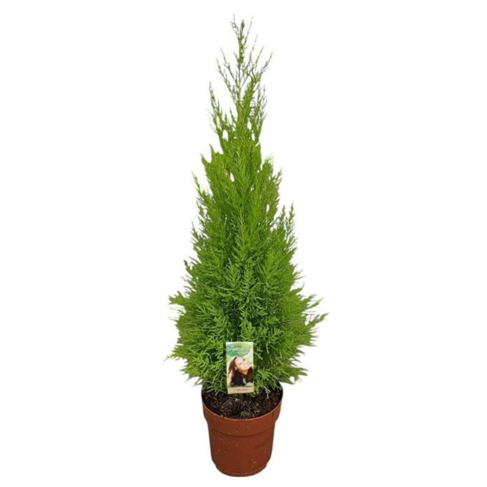 Cupressus Goldcrest Wilma - hoogte 80-90.