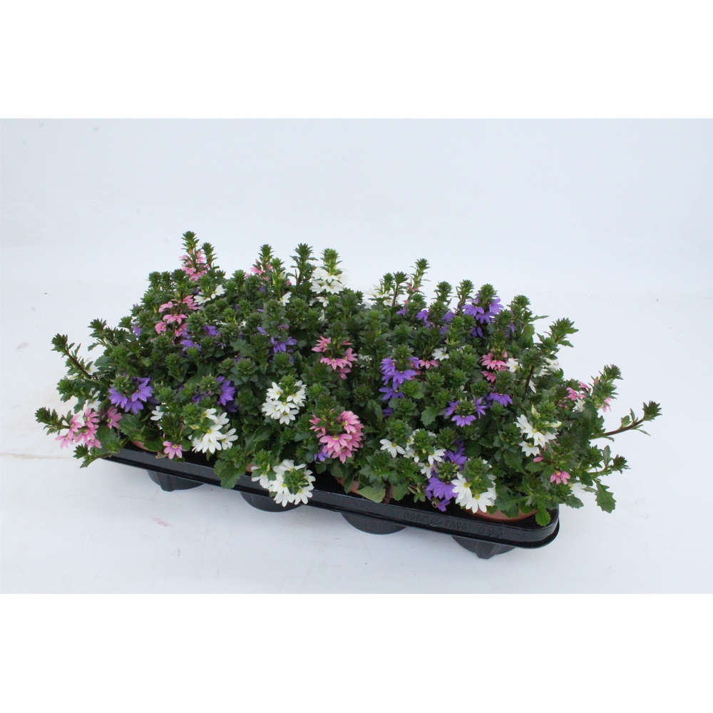 Scaevola Tricolor.