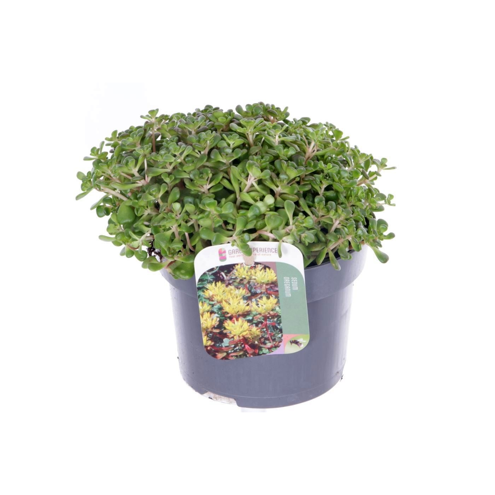Sedum oreganum.