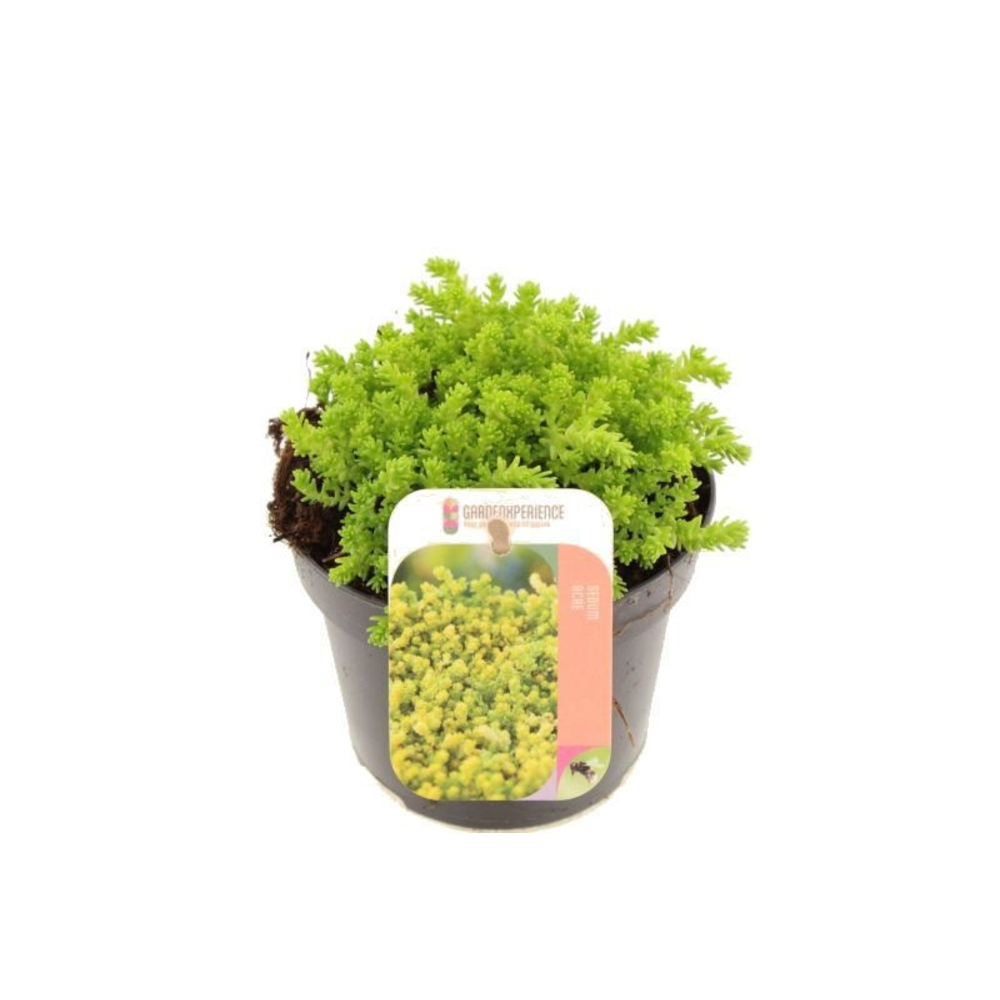 Sedum acre.