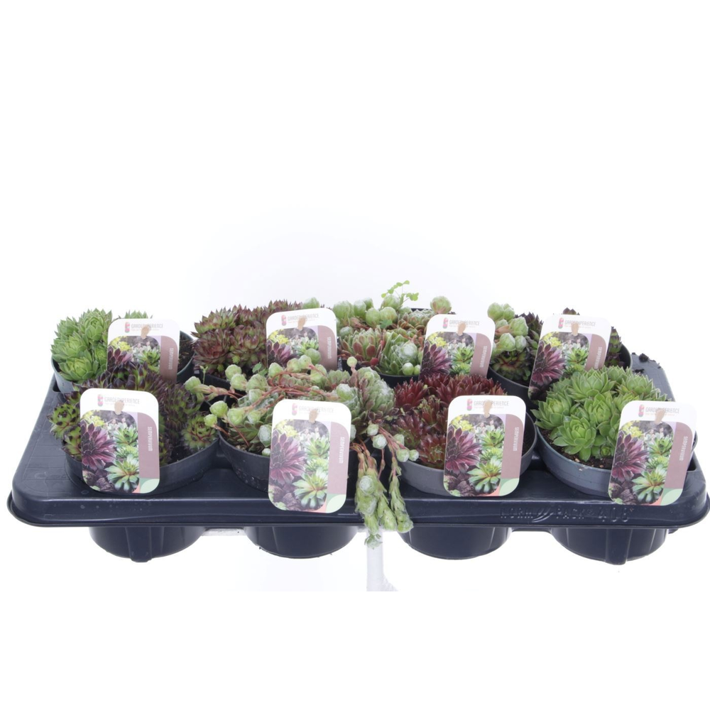 Sempervivum gemengd.