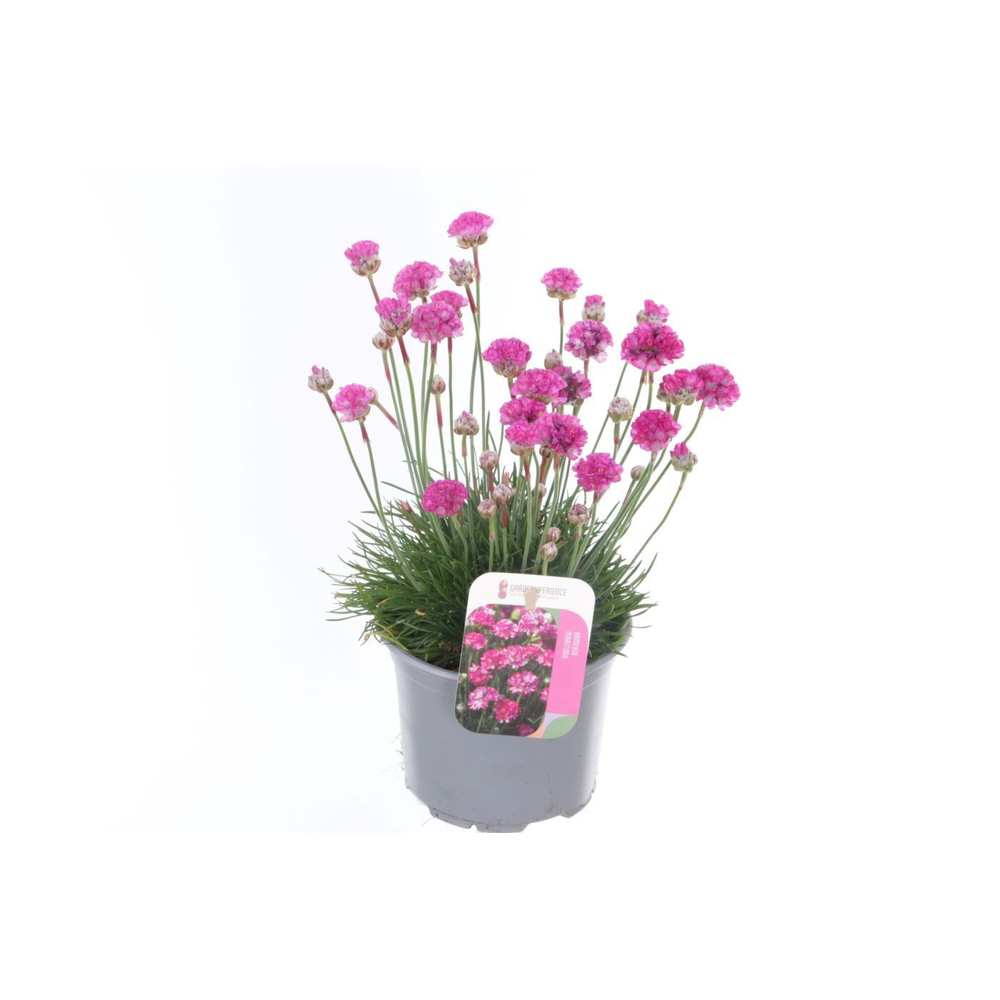 Armeria maritima Splendens.