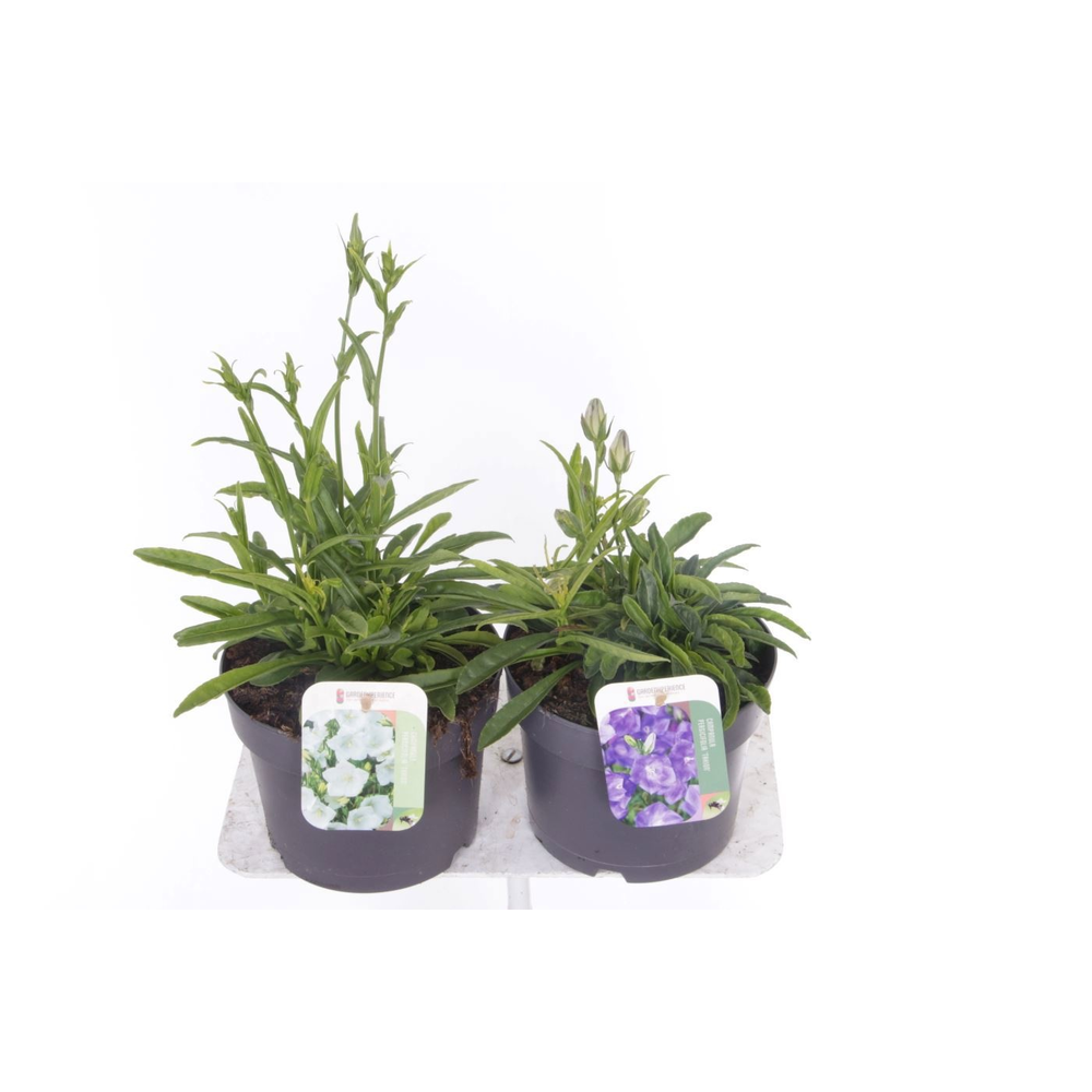 Campanula pers. Takion mix.