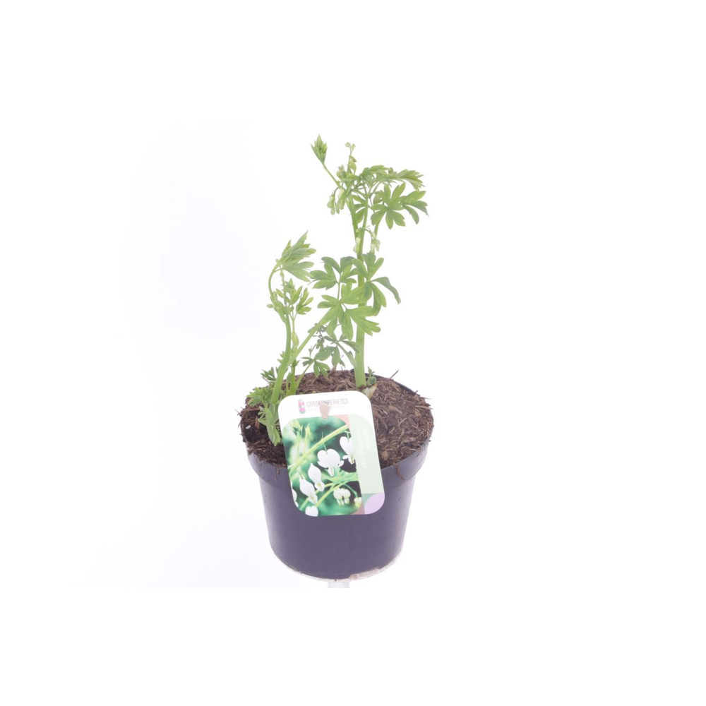 Dicentra spectabilis Alba.