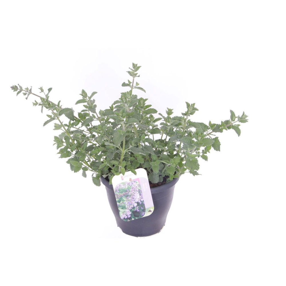 Nepeta faassenii Six Hills Giant.