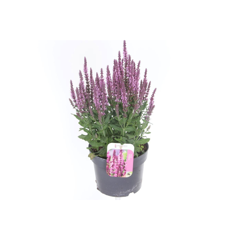 Salvia nemorosa Sensation Rose.