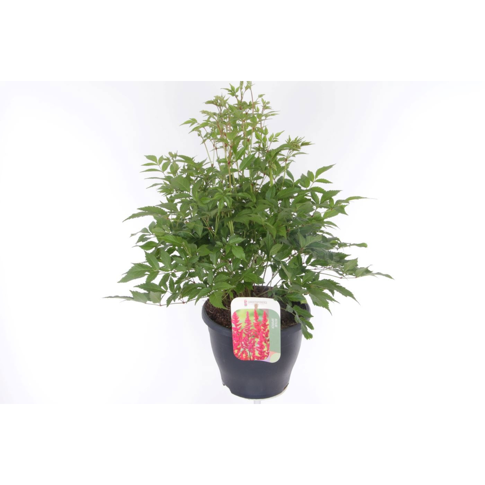 Astilbe arendsii Fanal.
