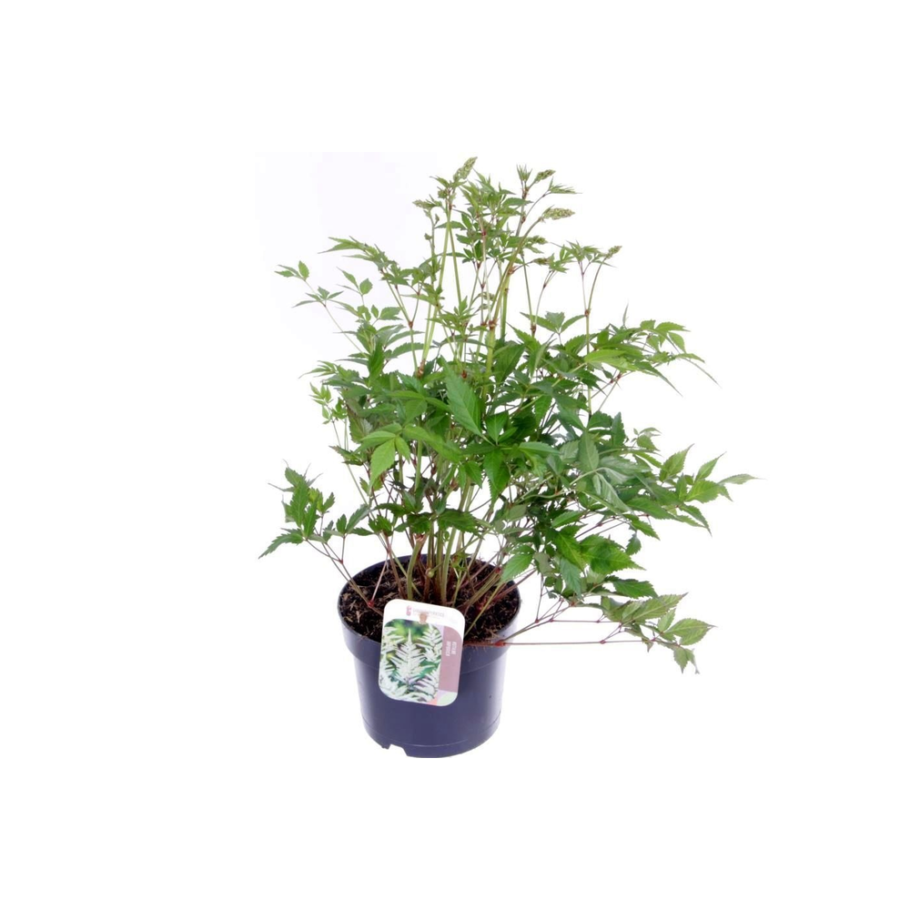 Astilbe Japonica Irrlicht.