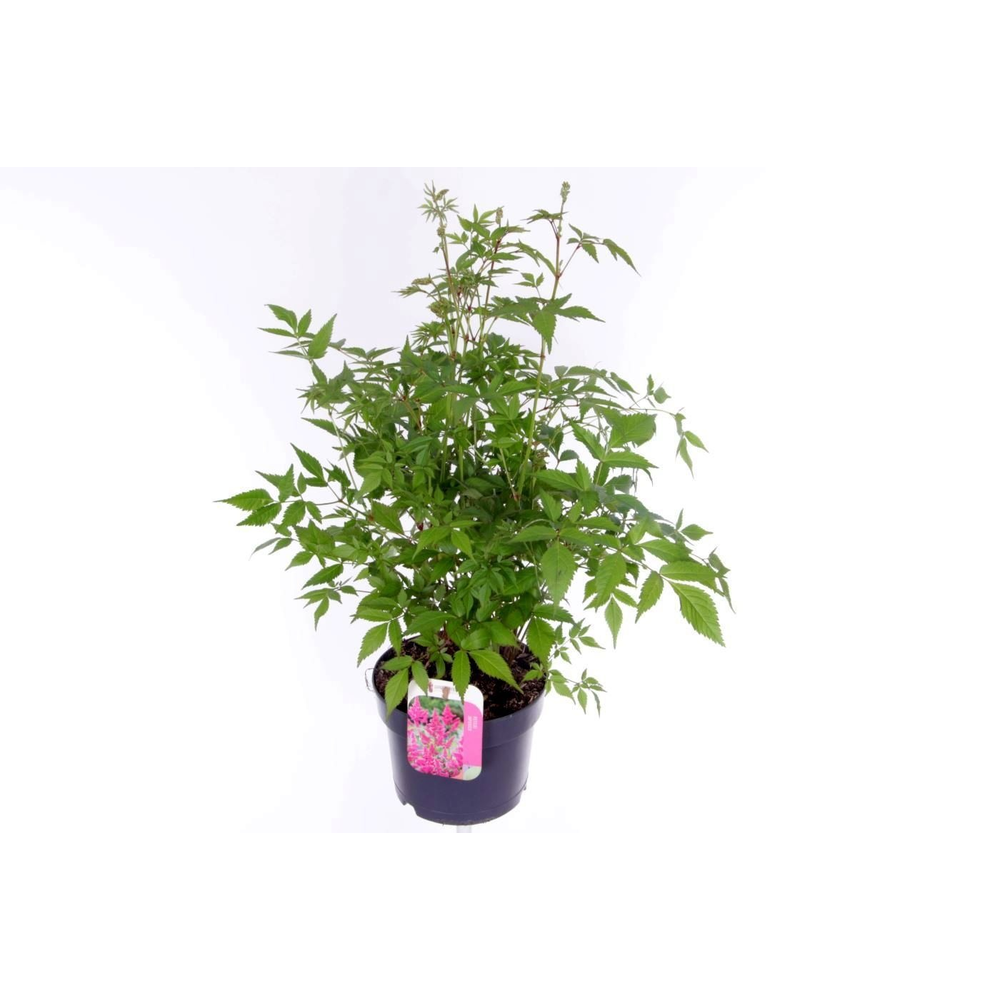Astilbe japonica Mainz.