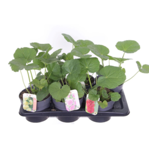 Alcea rosea Chart. Double Mix.