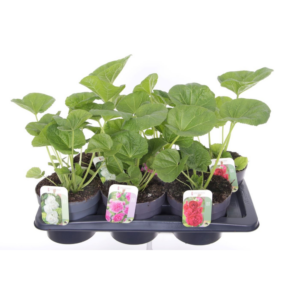 Alcea rosea Chart. Double Mix.