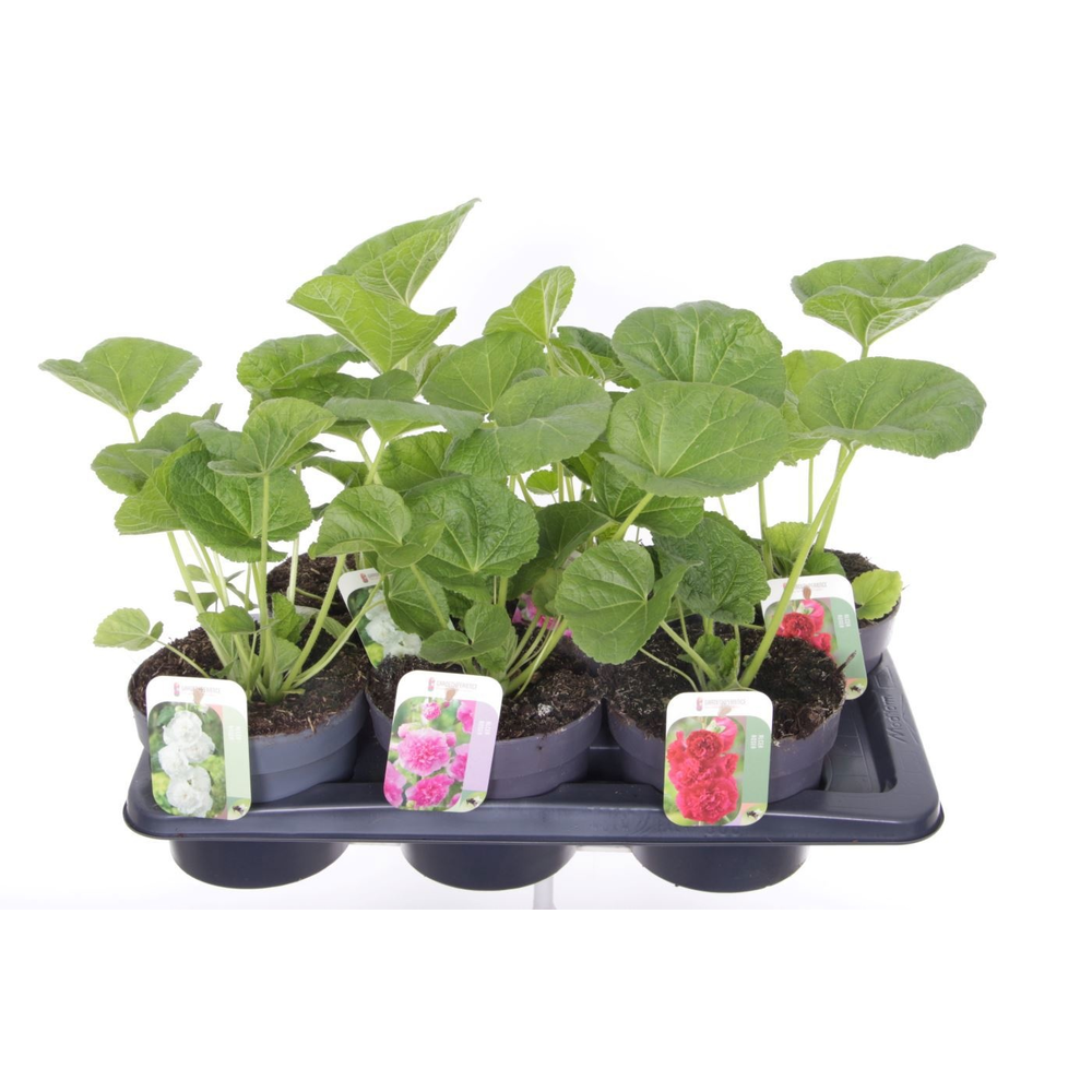 Alcea rosea Chart. Double Mix.