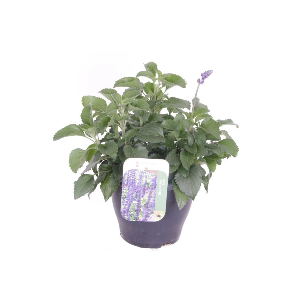 Salvia Mystic Spires Blue.