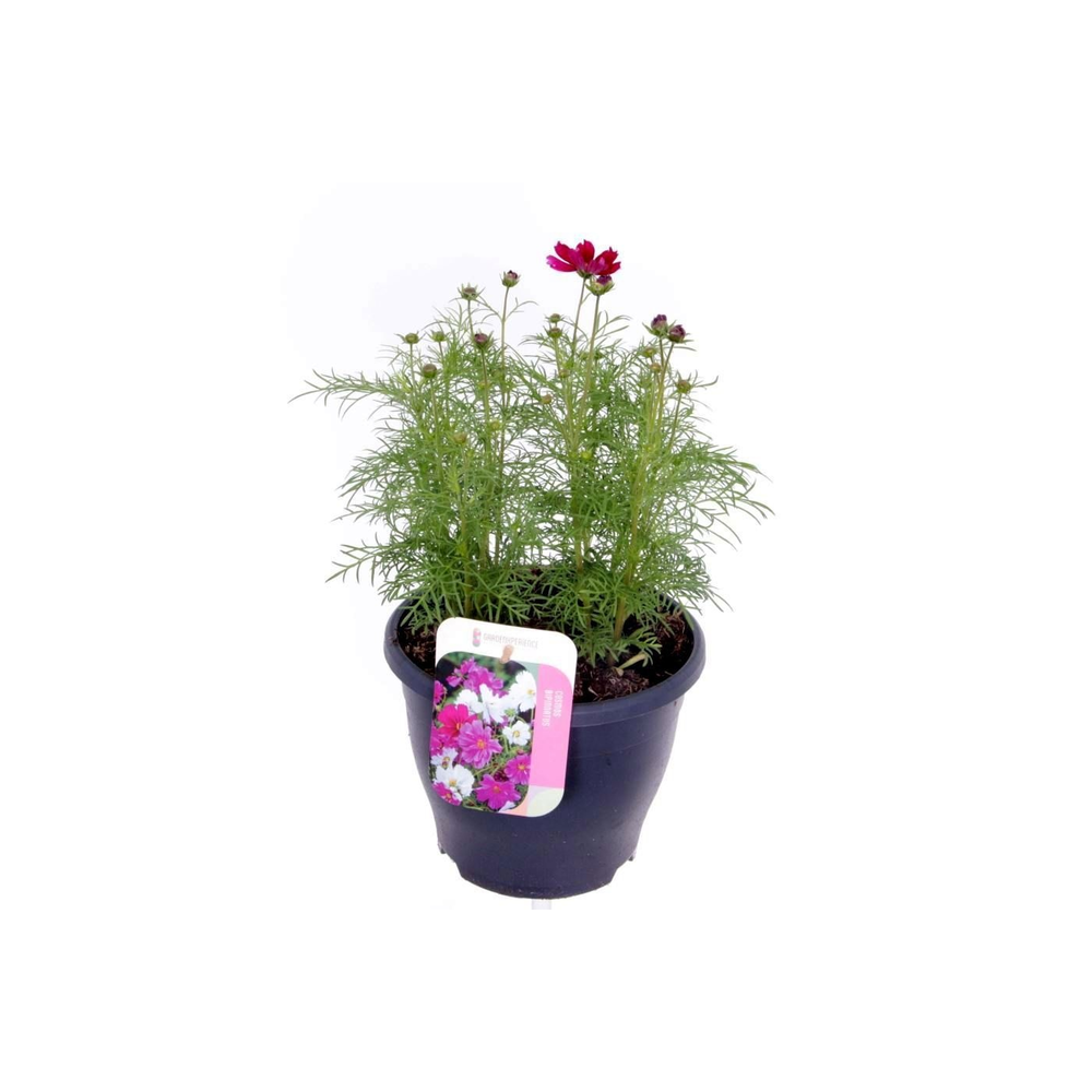 Cosmos Casanova Violet.