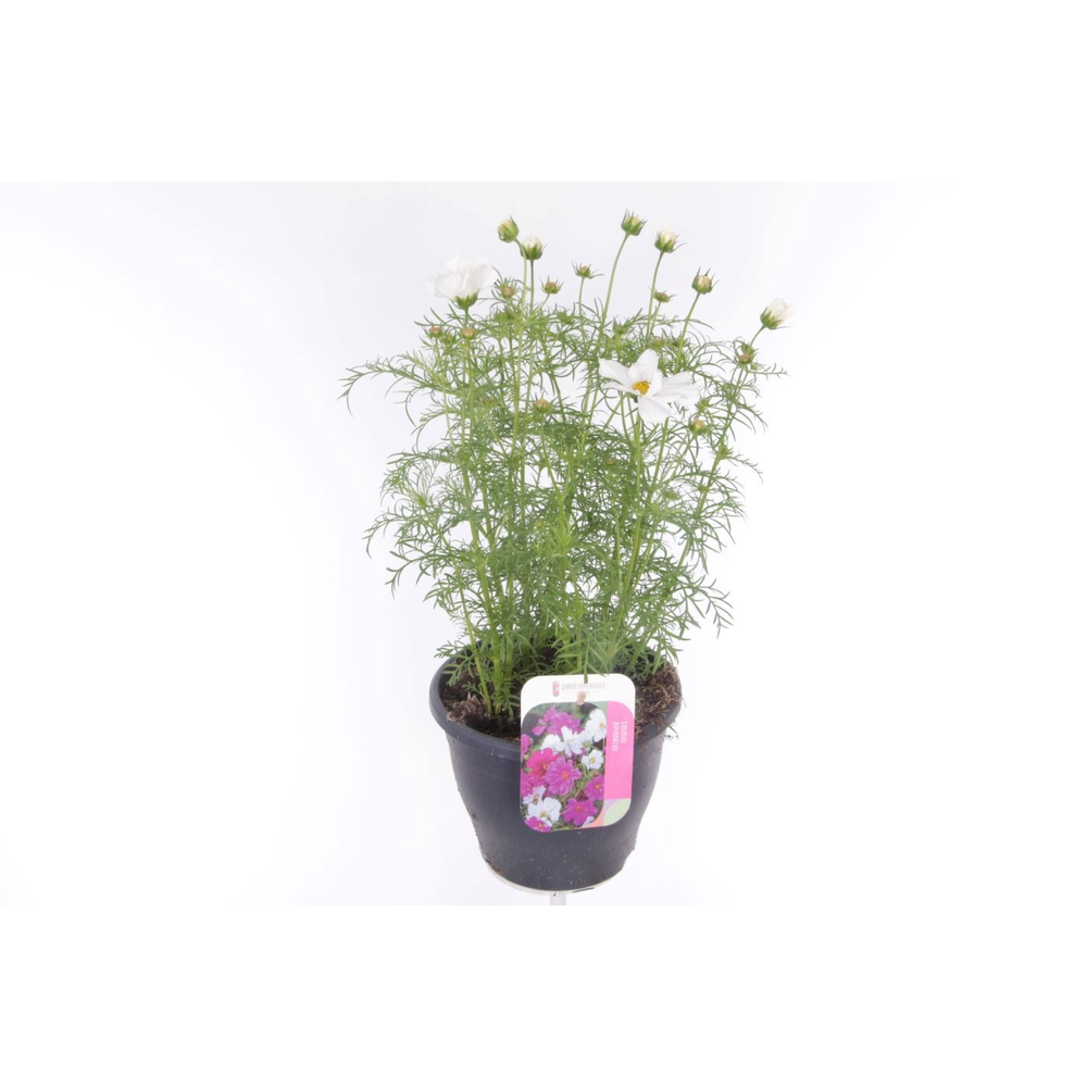 Cosmos Casanova White.
