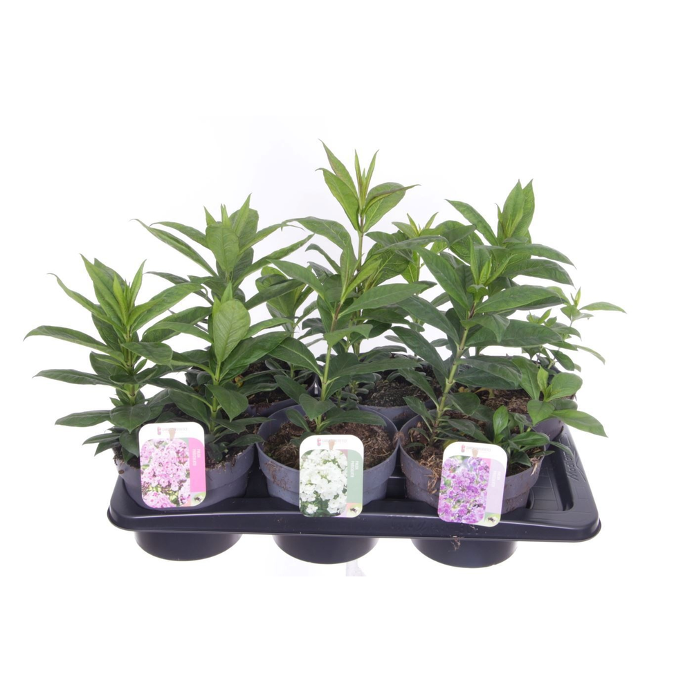 Phlox paniculata mix.