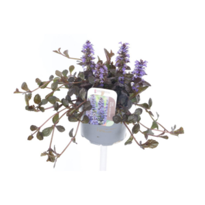 Ajuga reptans Black Scallop.