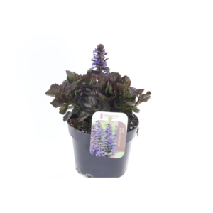 Ajuga reptans Black Scallop.