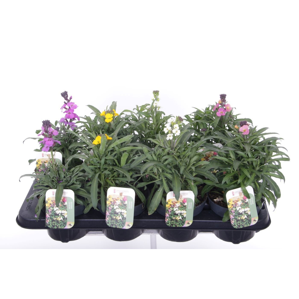 Erysimum linifolium mix.