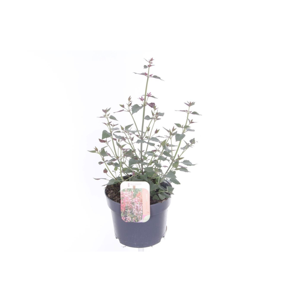 Agastache beelicious Purple.