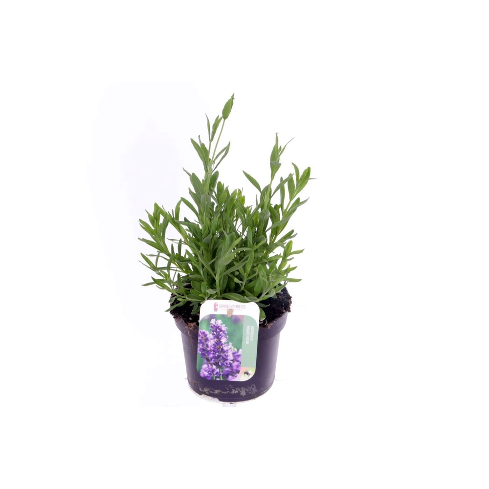 Lavandula Spear Blue.