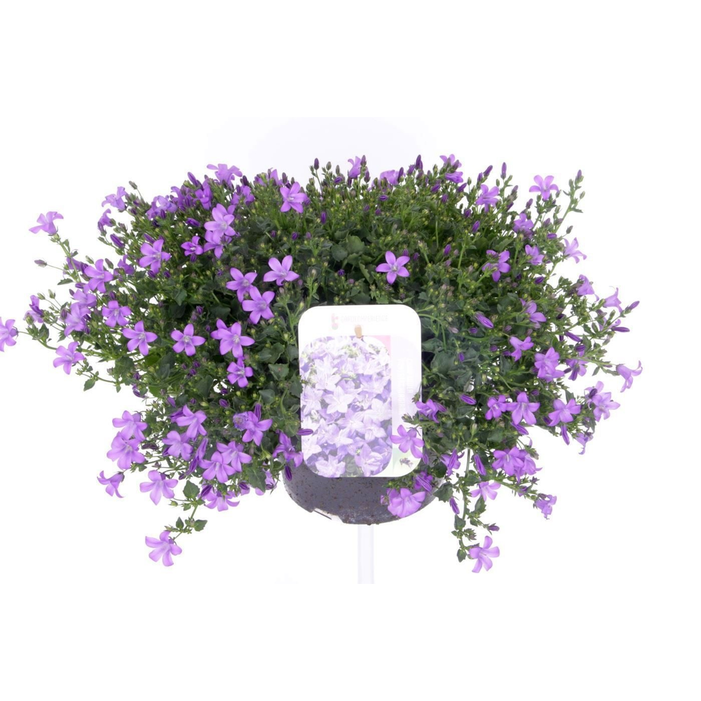 Campanula port. Campala Iris.