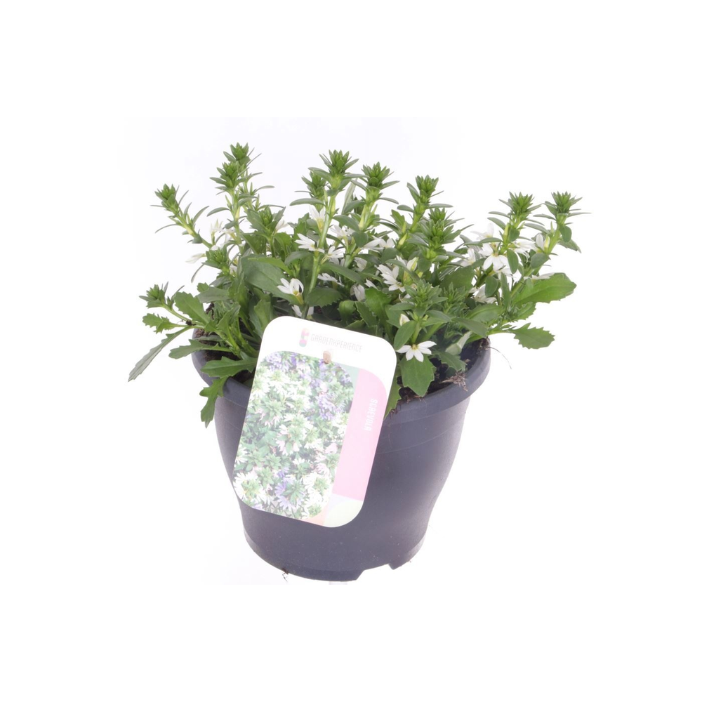 Scaevola aemula White Touch.
