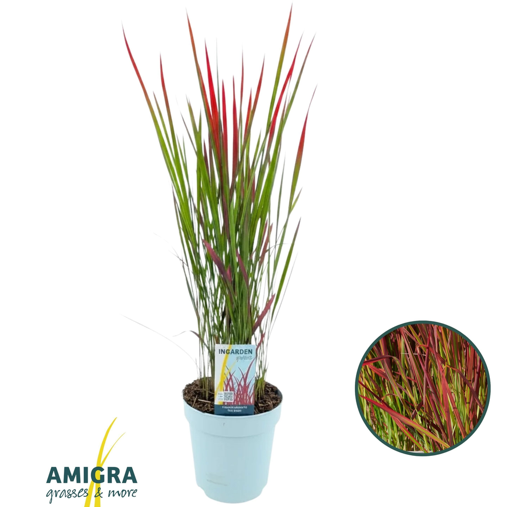 Imperata cylindrica 'Red Baron'.