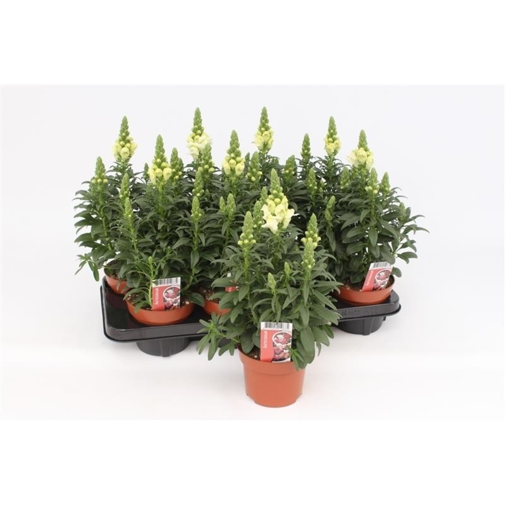 Antirrhinum Majus White.