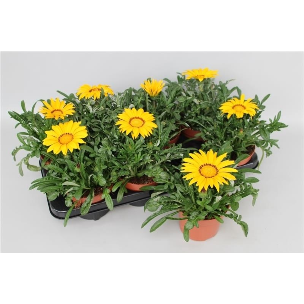 Gazania Big Kiss Yellow.