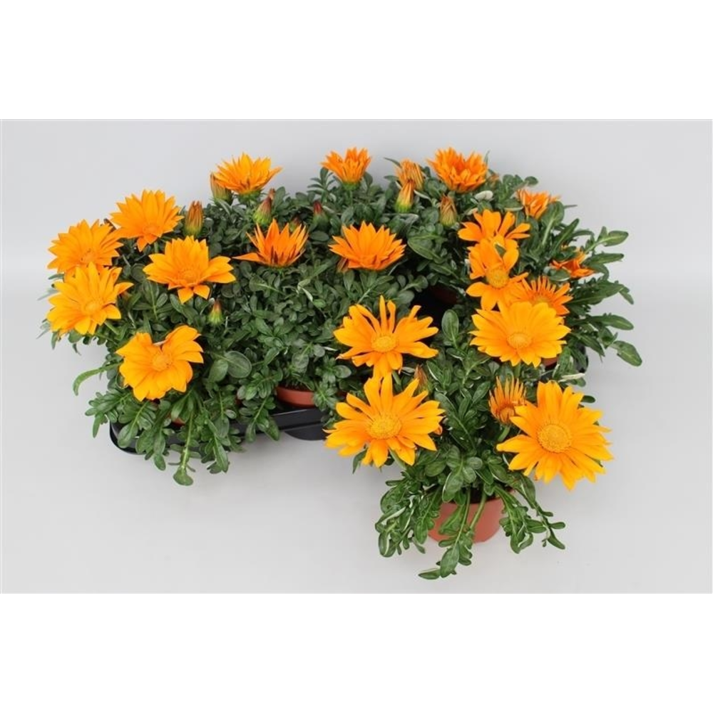 Gazania Big Kiss Orange.