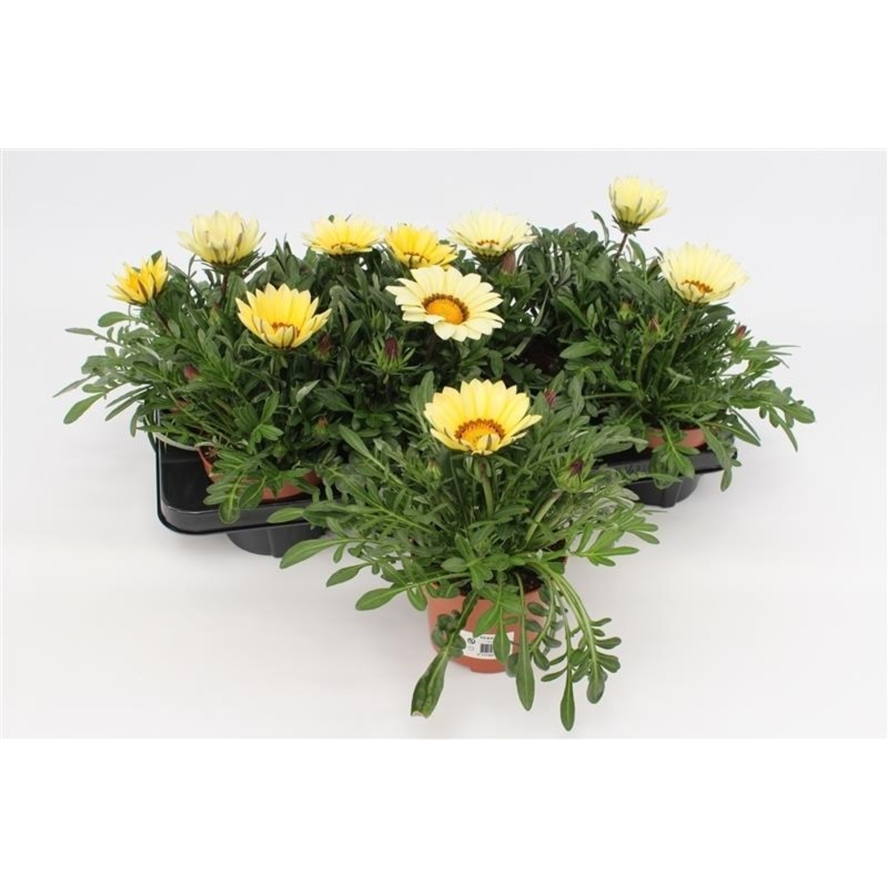 Gazania Big Kiss White.